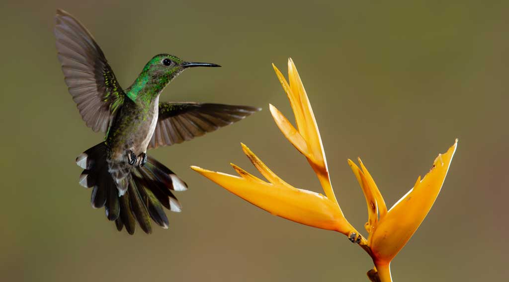 il colibrì